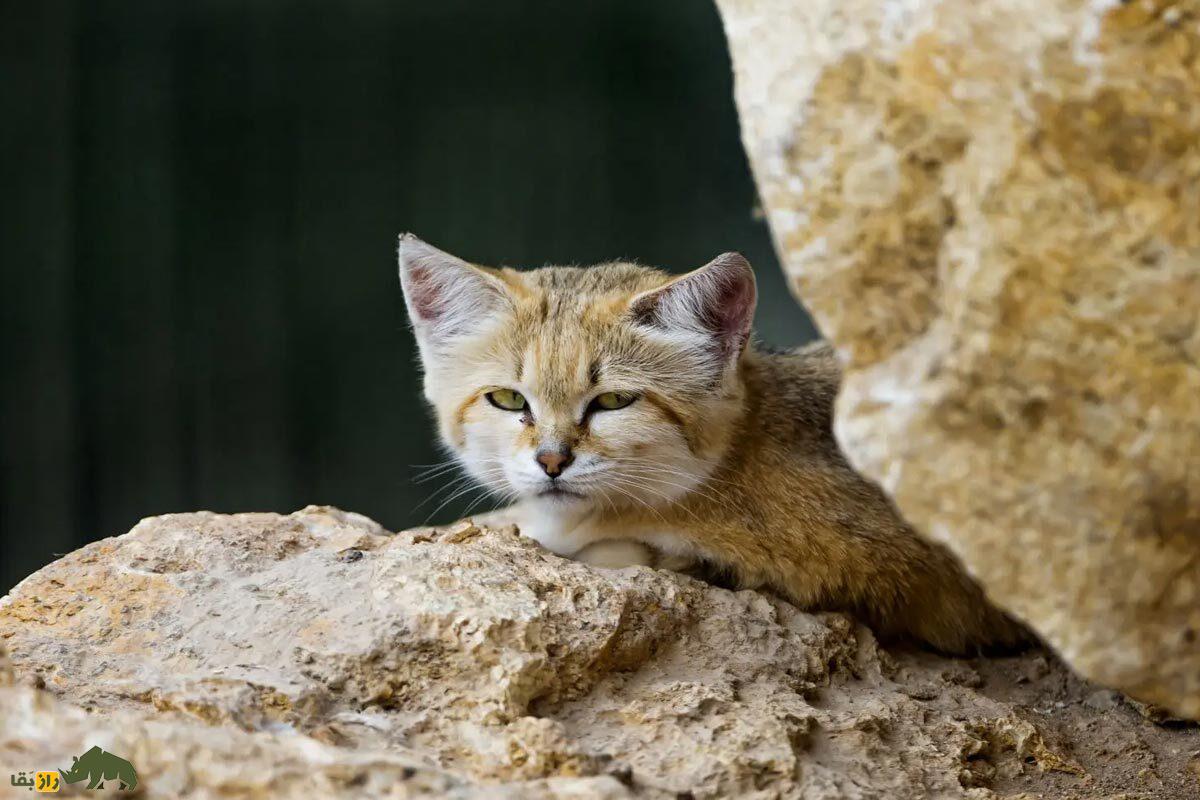 گربه شنی