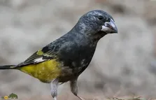 سهره سیاه؛ سهره‌ای تنومند با منقار بسیار قوی و شبیه یک ماشین کوچک که سخت‌ترین هسته‌ها را می‌شکند و در افغانستان و ایران زندگی می‌کند