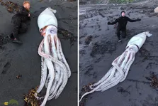 ماهی مرکب غول‌پیکر؛ غول دریایی ترسناک و مرموز که ۴ متر طول و ۵۰۰ کیلو وزن دارد!