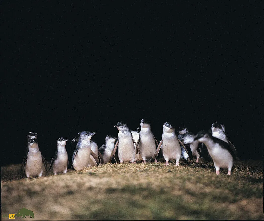 Phillip Island's Little Penguins Phillip Island's Little Penguins