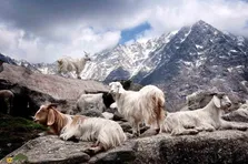 بز کشمیر؛ حیوانی که ۷۰۰ میلیون دلار پول از آن می‌چکد!