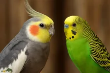 جفت‌گیری عروس هلندی با مرغ عشق؛ آیا عروس هلندی و مرغ عشق با هم جفت می‌شوند؟