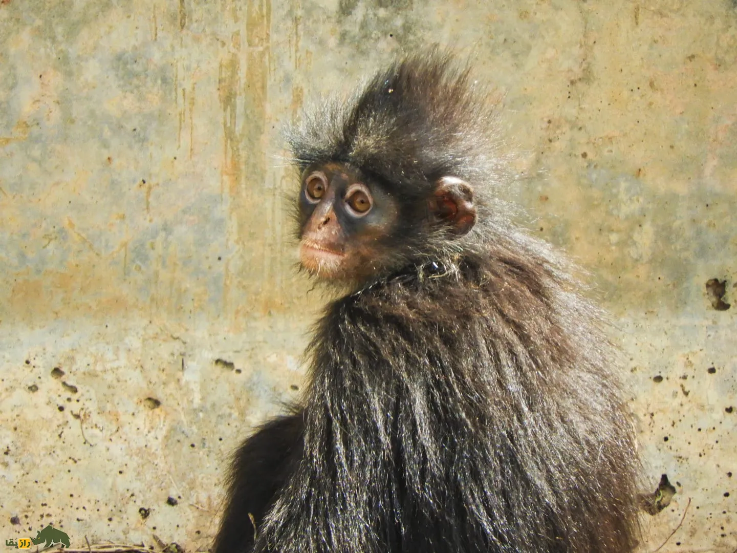 لانگور رافلز (Raffles' banded langur) نوعی میمون بسیار نادر لانگور رافلز (Raffles' banded langur) نوعی میمون بسیار نادر