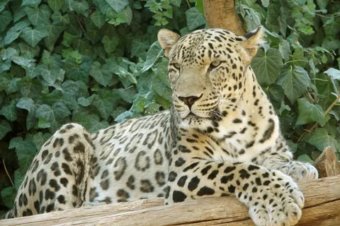 چرا شیر آسیایی و ببر مازندران منقرض شدند، اما پلنگ ایرانی زنده ماند؟