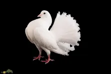 کبوتر دُم‌چتری؛ محبوب‌ترین کبوتر فانتزی جهان که شبیه یک بادبزن اشرافی است!