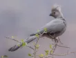 گُم‌شو یا «ددری خاکستری»؛ پرنده عجیبی که هنگام خطر فریاد «گُم شو» سر می‌دهد!