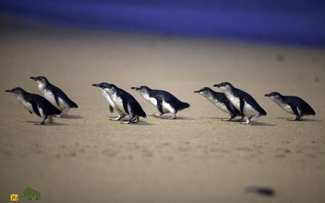 Phillip Island's Little Penguins Phillip Island's Little Penguins