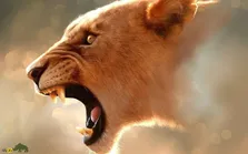 (ویدئو + ۱۸) حمله ناگهانی و مرگبار یک شیر خشمگین به گردن گاو نگون‌بخت