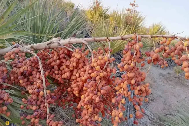 داز؛ نخل وحشی و شگفت‌انگیز ایران که با میوه کونل، پنیر درمانی و برگ‌های حصیری‌اش پرسودترین گیاه سیستان بلوچستان است