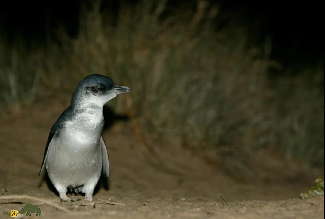Phillip Island's Little Penguins Phillip Island's Little Penguins