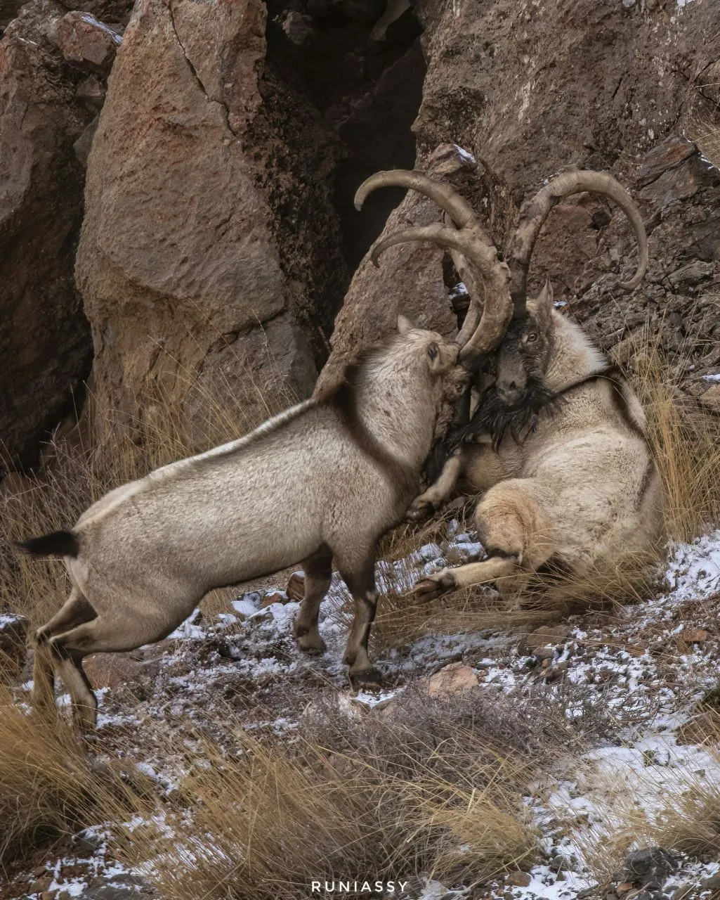 نزاع کل و بزها با شاخ های تنومند نزاع کل و بزها با شاخ های تنومند