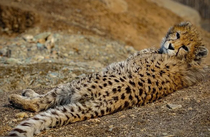 یوز ایرانی