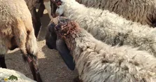 گوسفند نالی؛ گوسفند عظیم‌الجثه هندی با گوش‌های برگ‌مانند که سالی ۴ کیلو پشم می‌دهد