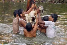 جشنواره بز خکانا؛ چرا در این جشنواره وحشیانه در نپال بزها را در آب خفه می‌کنند؟