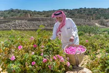 رز طائف و پشت پرده دزدیدن گل محمدی ایران توسط عربستان؛ آیا عربستان گل‌محمدی ایران را به نام خودش ثبت کرده است؟