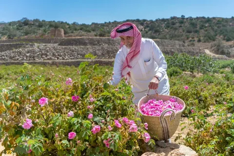 رز طائف و پشت پرده دزدیدن گل محمدی ایران توسط عربستان؛ آیا عربستان گل‌محمدی ایران را به نام خودش ثبت کرده است؟