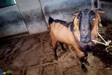 بز براری؛ نژاد مقاوم هند با گوشت لذیذ و ارزشمند که می‌تواند دامداران ایرانی را به سود بالا برساند