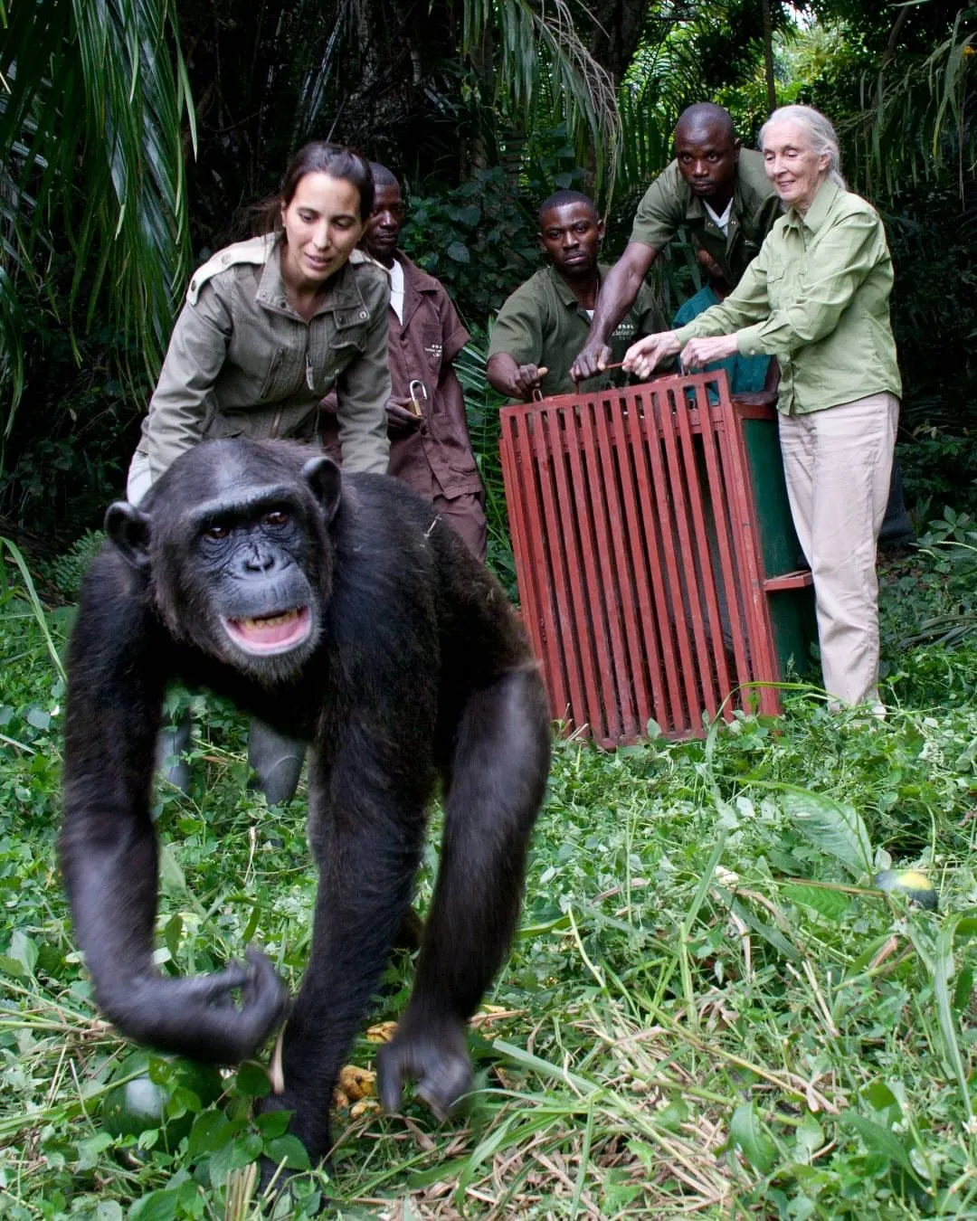 Jane Goodall Jane Goodall