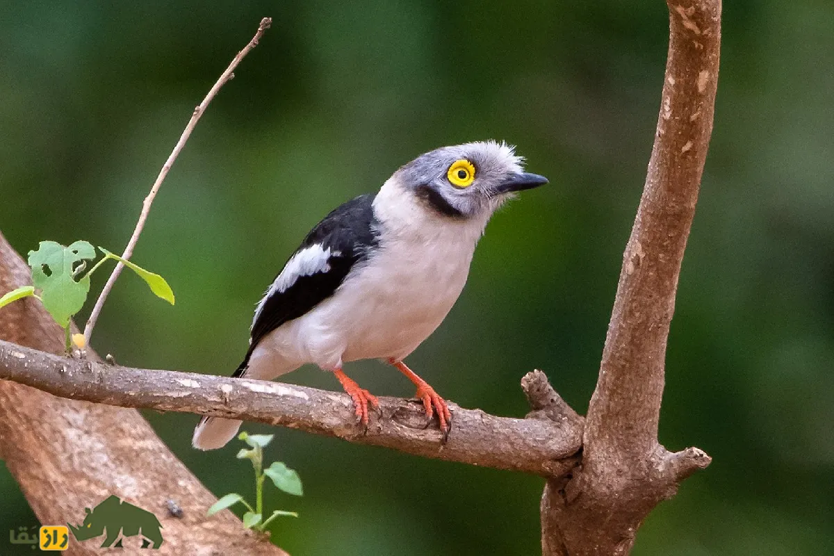 White-crested Helmetshrike