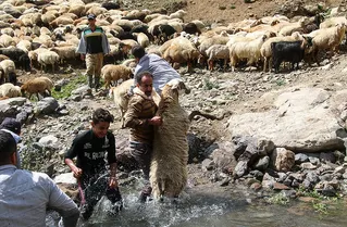 فیلمی جالب از عبور دادن گوسفندان از رودخانه خروشان توسط عشایر ایران