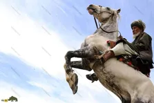 اسب قطغنی یا کابُلی؛ اسب افغانستانی که سخت‌جان‌ترین اسب جهان است و هیچ‌گاه بیمار نمی‌شود