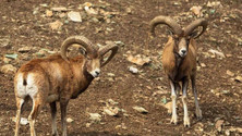 فیلمی دیدنی از مستی و «حمام خاک» کل‌های وحشی