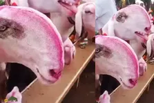 مسابقات زیبایی بزها در پاکستان؛ آرایش بزهای راجانپوری با رژلب و تاج گل!