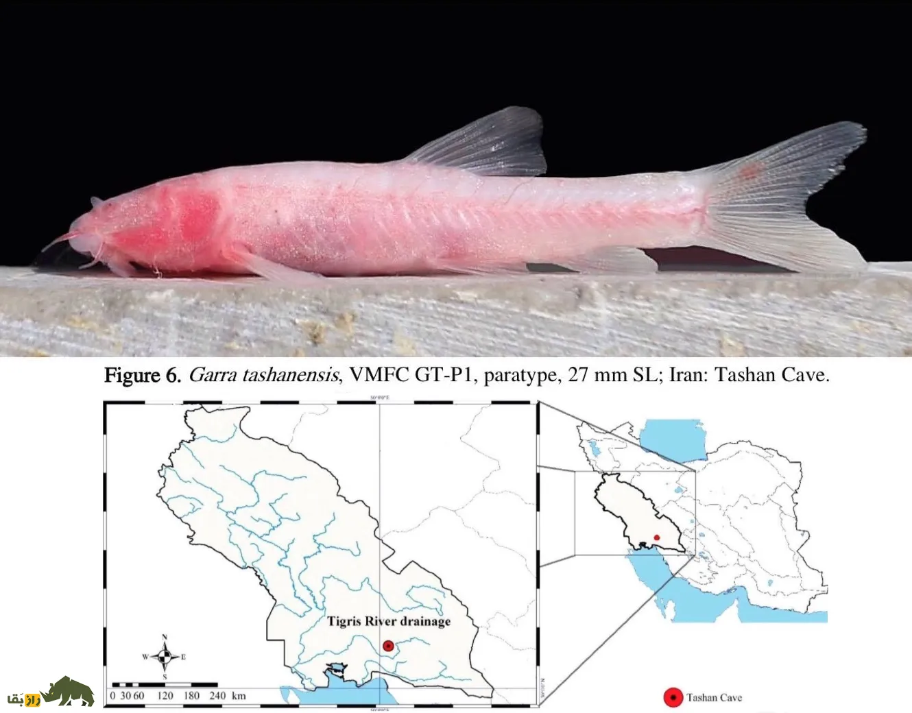 Garra typhlops Garra typhlops