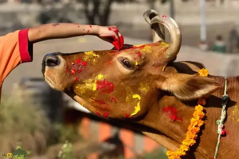 فیلمی عجیب و پربازدید از مراسم لاکچری کفن و دفن یک گاو در هند با حضور گوساله‌اش!
