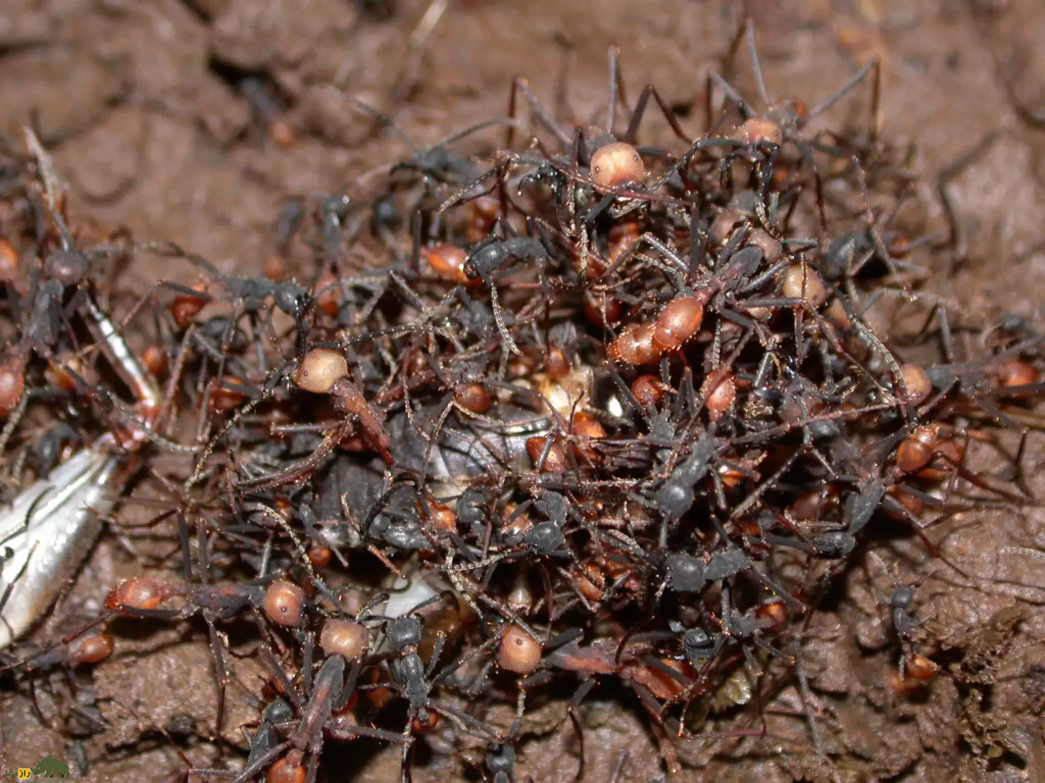 مورچه