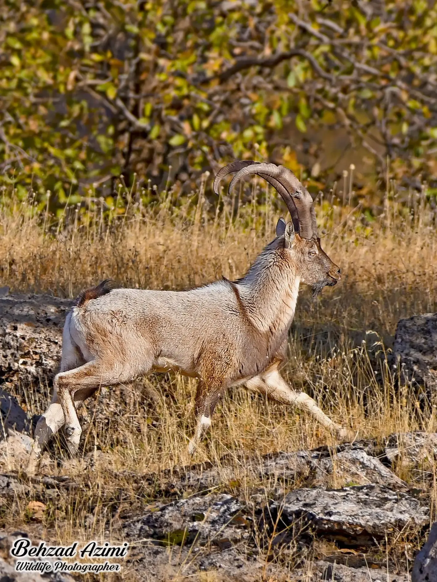 بز کوهی