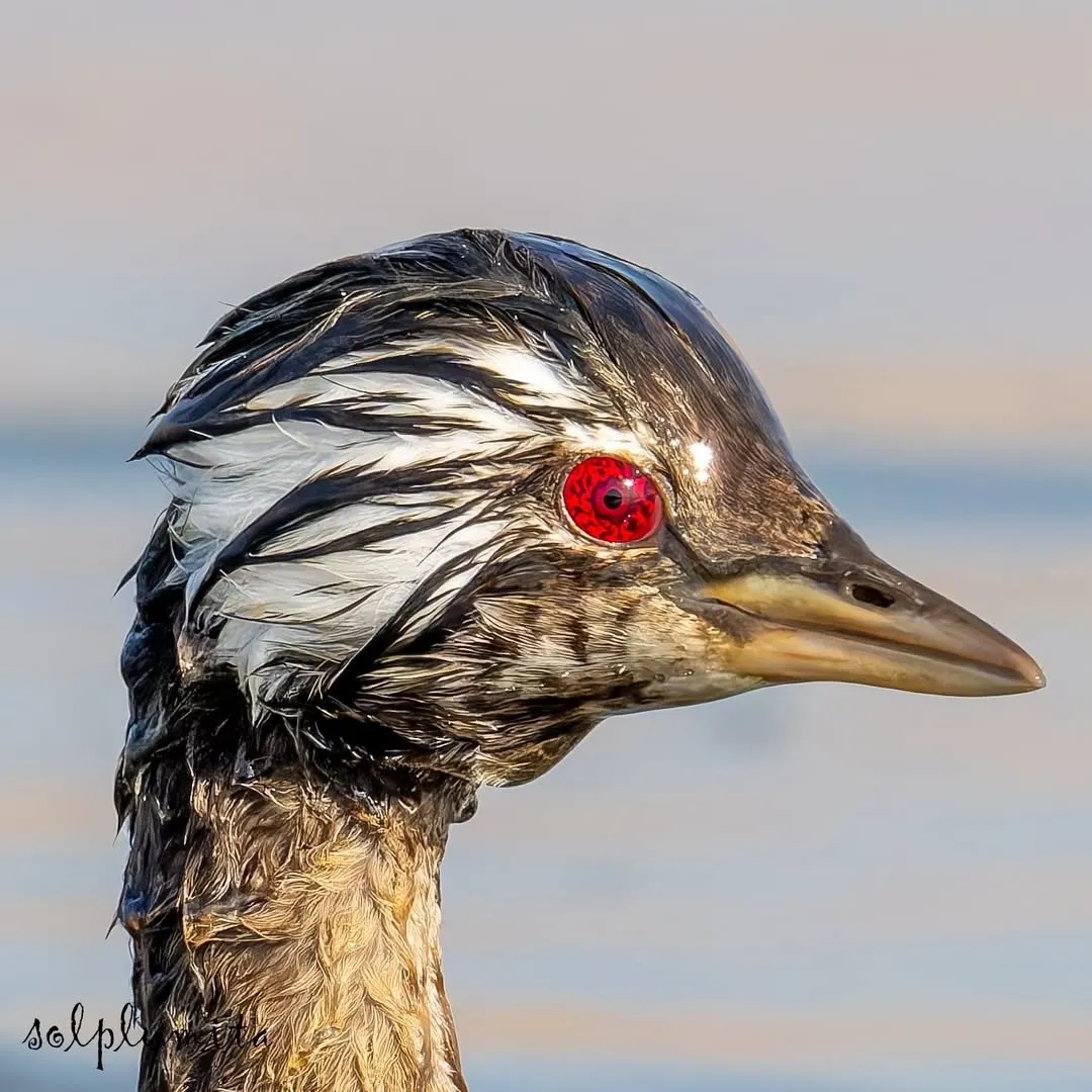White-tufted grebe(کشیم جقه‌سفید)