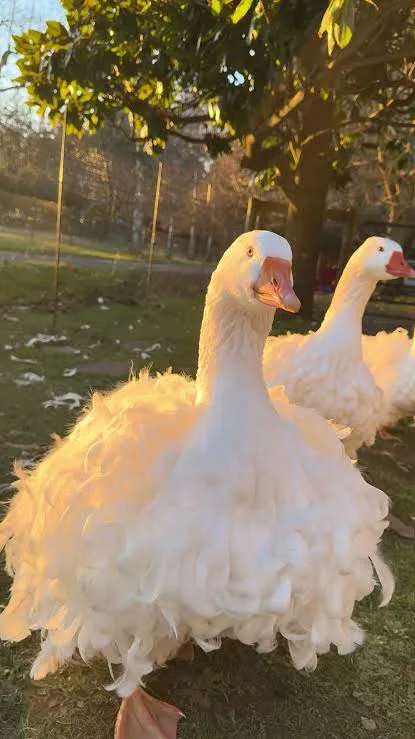غاز فرفری Sebastopol goose غاز فرفری Sebastopol goose