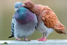 کبوترها با چه پرندگانی می‌توانند جفت‌گیری کنند و نتیجه آن چه خواهد شد؟