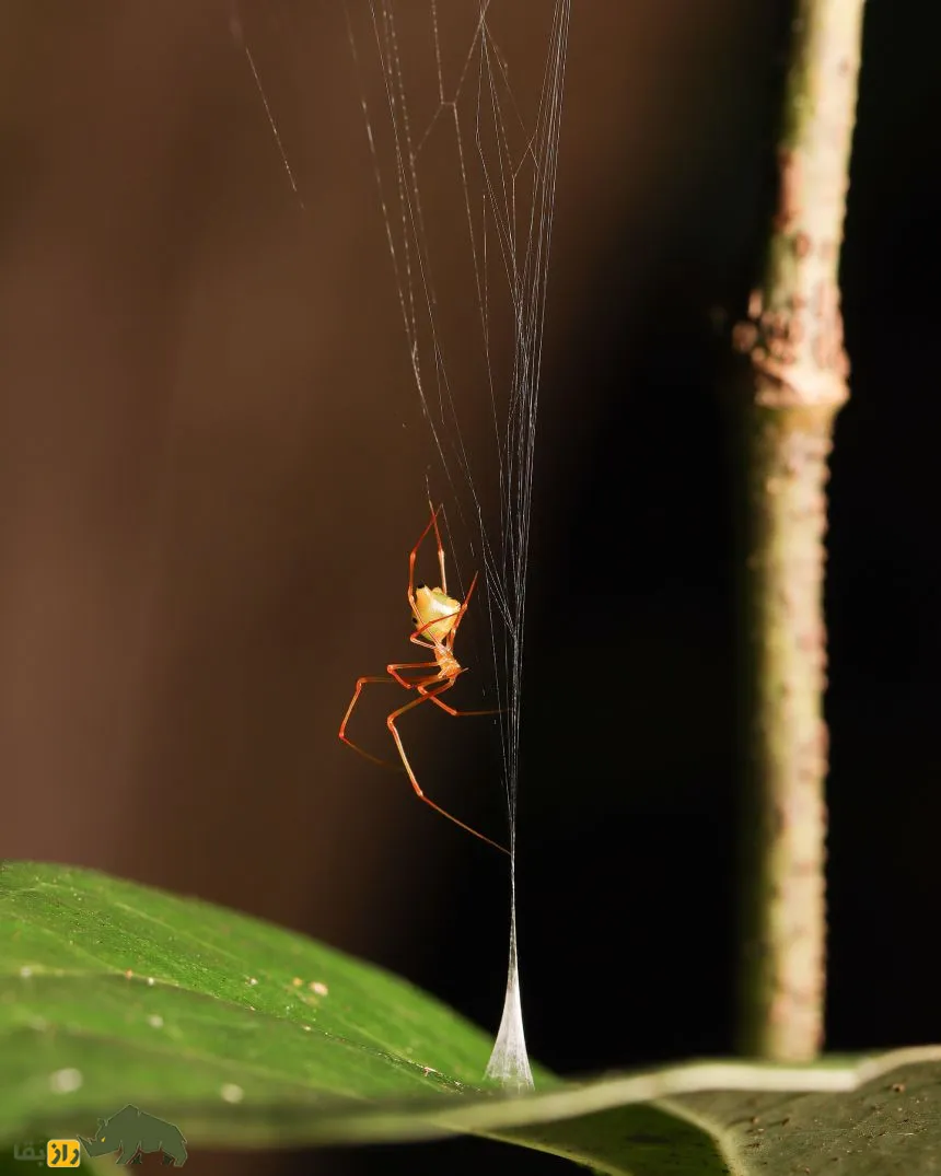 عنکبوت Ballista spider عنکبوت Ballista spider