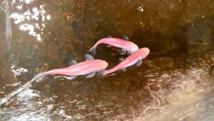 Garra typhlops Garra typhlops