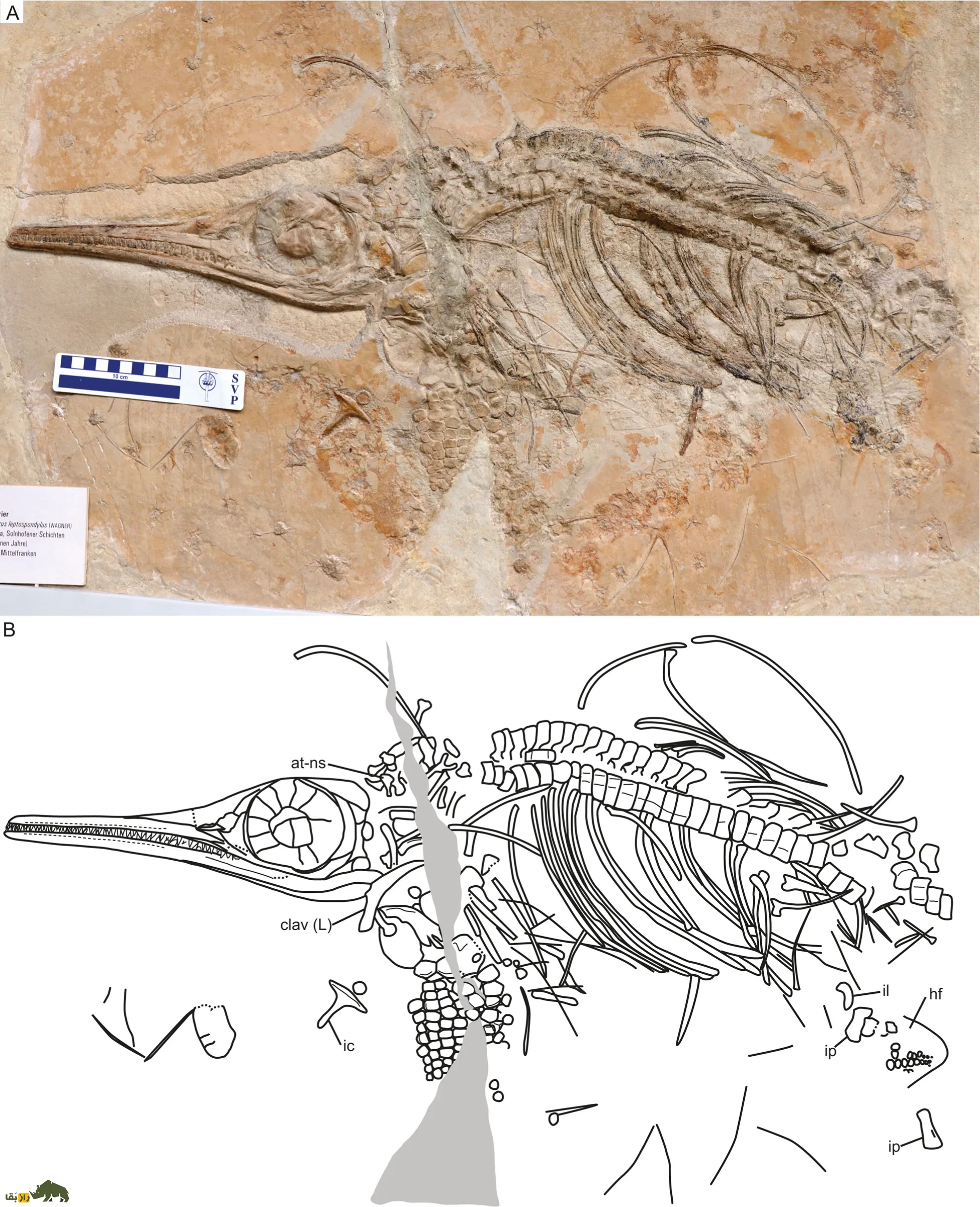 Jabalisaurus tethyensis Jabalisaurus tethyensis