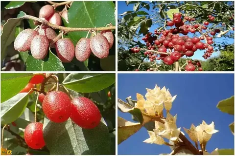 سیلوربری؛ درختچه‌ای با برگ‌های نقره‌ای و میوه‌های خوراکی سرشار از ویتامین که در خاک‌های فقیر نیز رشد می‌کند و برای بهبود خاک و تغذیه حیات‌وحش ارزش بالایی دارد
