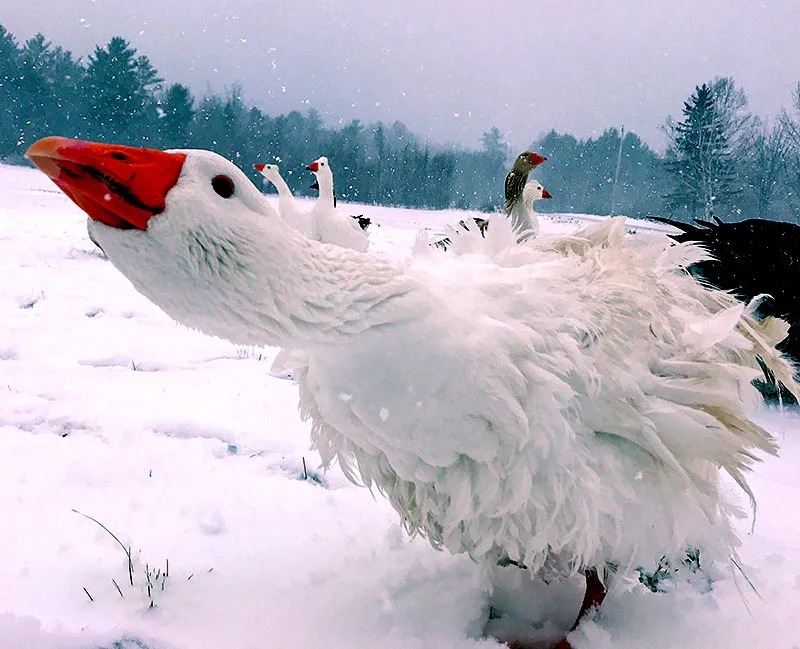 غاز فرفری Sebastopol goose غاز فرفری Sebastopol goose