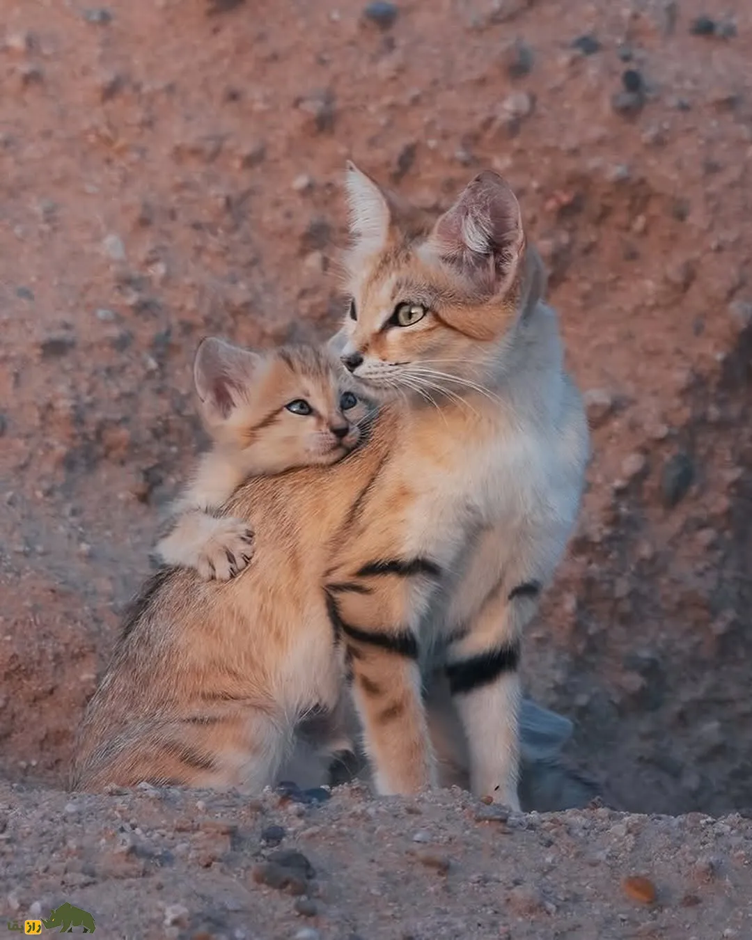 گربه وحشی و توله اش