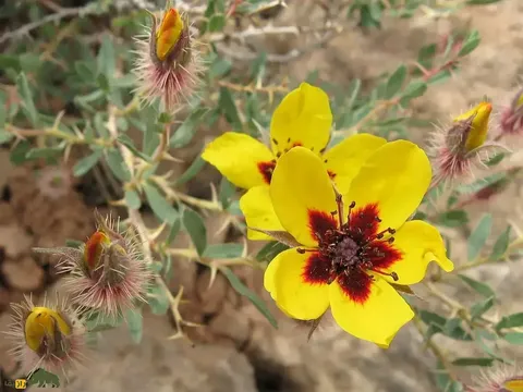 رُز ایرانی؛ گلی با برگ‌های زرد و ساده که در ایران و افغانستان رشد می‌کند و نقطه‌ای شبیه «چشم» وسط آن قرار دارد