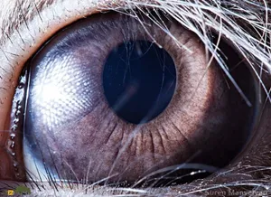 (ویدئو) حیوانات دنیا را چگونه می‌بینند؟