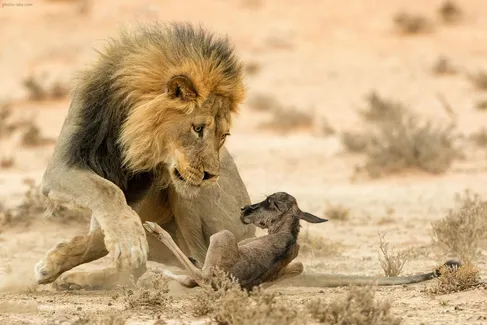 (ویدئو) حمله گروهی گله شیرها به یک کل یالدار