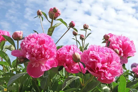 گل صدتومانی؛ گلی معروف به «پادشاه گل‌ها» که ۱۰۰ سال عمر می‌کند و تنها در مریوان به صورت طبیعی وجود دارد