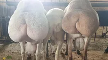 گوسفند هان؛ گوسفند مغولستانی که سلطان دنبه است و وزن دُنبه آن به ۲۵ کیلو می‌رسد