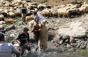 فیلمی جالب از عبور دادن گوسفندان از رودخانه خروشان توسط عشایر ایران