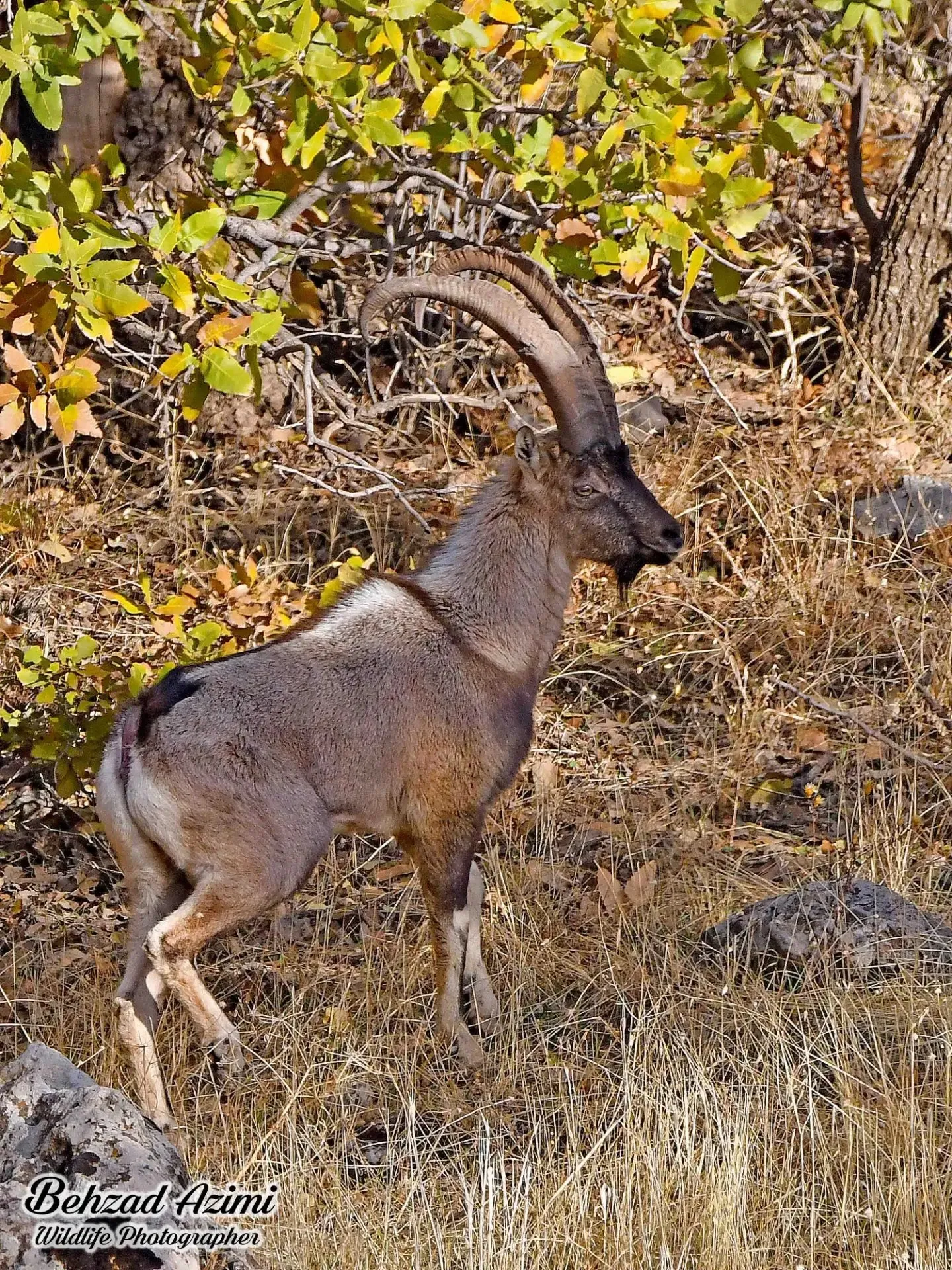 بز کوهی