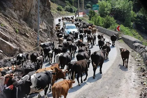 تصاویر | گاوها و گوسفندها جاده چالوس را قُرُق کردند؛ جاده بسته شد!