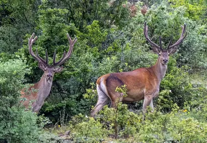 فیلمی دیدنی از گاوبانگی در جنگل‌های گلستان