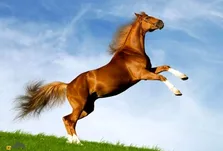 اسب قره‌باغی؛ زیباترین اسب جنگی جهان برای شرکت در نبردهای سخت پرورش یافته است